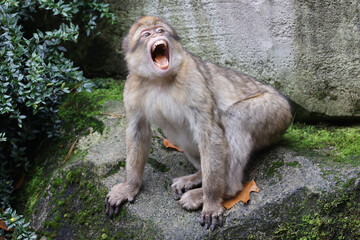 monkey Macaca sylvanus on the ground