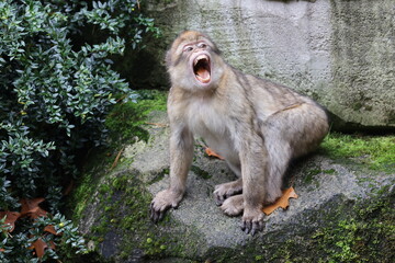 monkey Macaca sylvanus on the ground