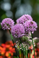 Obraz premium Close up of allium serendipity flowers in bloom