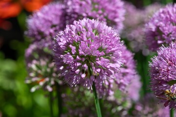 Fototapeta premium Close up of allium serendipity flowers in bloom