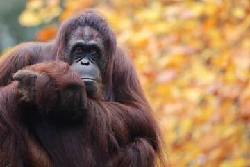 portrait of the Pongo pygmaeus close up