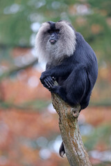 Lion-tailed macaque (Macaca silenus) sitting on tree