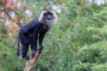 Lion-tailed macaque (Macaca silenus) sitting on tree