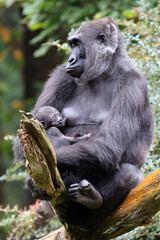 Western Lowland Gorilla with baby