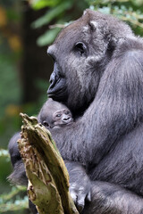 Western Lowland Gorilla with baby