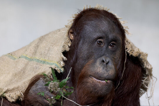 portrait of the Pongo pygmaeus close up