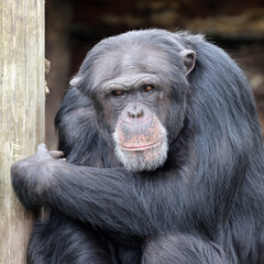 chimpanzee (Pan troglodytes) portrait