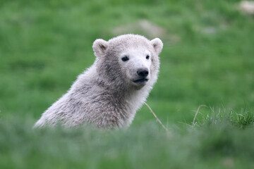 close view of a polar bear on blurred background