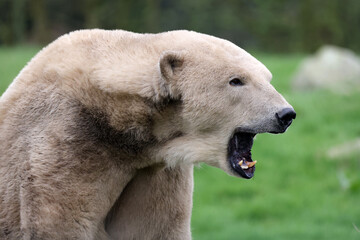 close view of a polar bear on blurred background