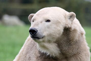 close view of a polar bear on blurred background