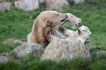 close view of a polar bear on blurred background