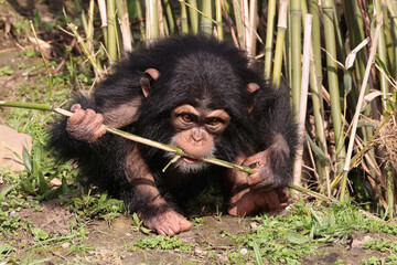 chimpanzee (Pan troglodytes) portrait