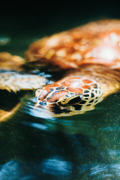 Turtle Swimming in Clear Waters