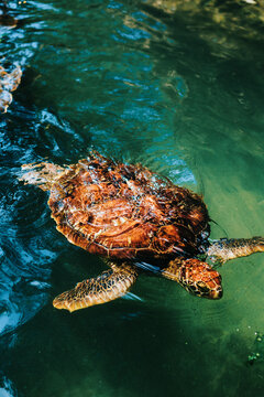 Turtle Swimming in Clear Waters