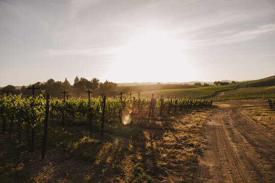 Vineyard Sunset