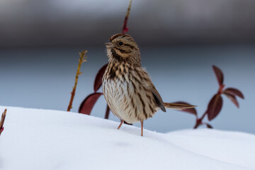 bird on the snow