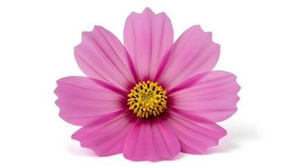 Close-up macro shot of a single flower isolated on a clean background, copy space