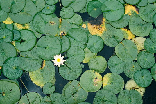 Water Lily