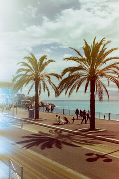 Palm trees at the seaside shot on film 