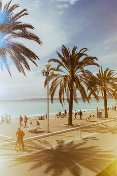 Palm trees at the seaside shot on film 