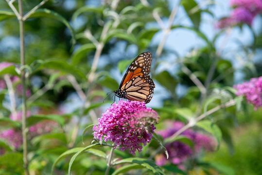 Monarch Butterfly Collects Nectar from Flowers in Garden