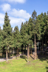 Quiet forest of Fairy Mountain National Forest Park in Wulong, Chongqing, China.