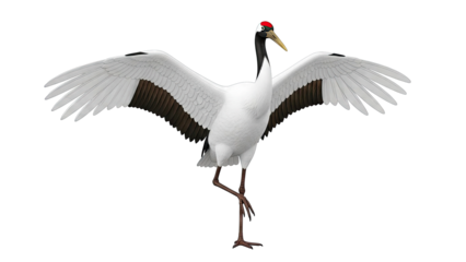 Red-crowned Crane with Wings Spread