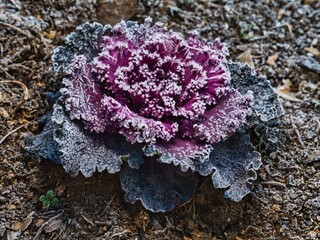 Tokyo,Japan - January 8, 2026: Frosty ornamental cabbage or ornamental kale or flowering kale