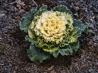 Tokyo,Japan - January 8, 2026: Frosty ornamental cabbage or ornamental kale or flowering kale