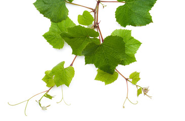 Green fresh grape leaf. Green vine with leaves on a white background. Grape leaves vine branch with tendrils