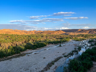 Wide angle view of a lush green palm tree oasis in a dry riverbed valley with rocky mountains in Algeria.