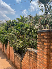 Avocado tree branch laden with green fruits hanging over a traditional red brick wall in Rwanda.