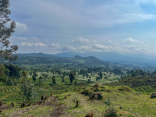 Wide panoramic view of green tea plantations and rolling hills covered in morning mist in Rwanda.