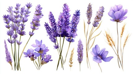 Naklejka premium Assorted lavender flowers and wheat stalks on white background.