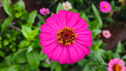 beautiful bright pink zinnia flowers with yellow pollen details