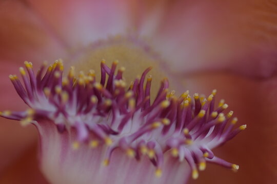 A macro or close-up of stamens and staminodes in Cannonball Tree flower scientifically known as Couroupita guianensis, in Trinidad and Tobago.