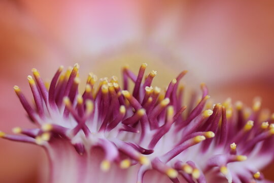 A macro or close-up of stamens and staminodes in Cannonball Tree flower scientifically known as Couroupita guianensis, in Trinidad and Tobago.