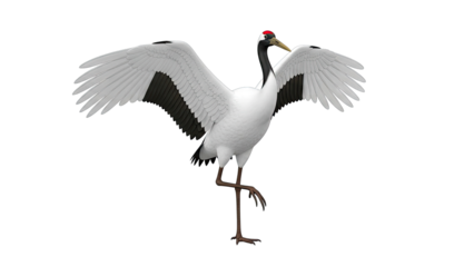 Red-crowned Crane with Wings Spread