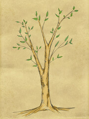 Branch Tree water color on Paper