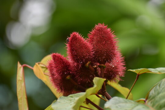 Annatto (Roucou or Achiote or Bixa orellana) fruit pods and flowers on a tree in Trinidad and Tobago.