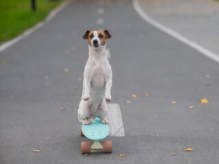 A Jack Russell Terrier rides a penny board in an autumn park.