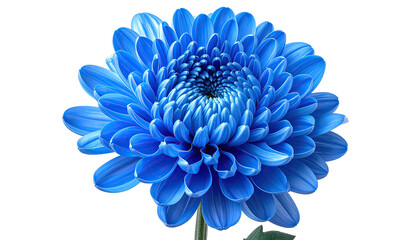 A vibrant, close-up shot of a stunning, perfectly bloomed blue chrysanthemum flower, isolated