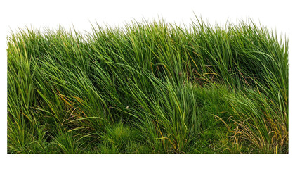 A vibrant, close-up shot of dense, tall green grass blowing in the wind