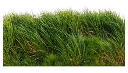 A vibrant, close-up shot of dense, tall green grass blowing in the wind