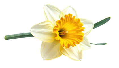 A vibrant, close-up view of a daffodil, showcasing its petals and trumpet against black