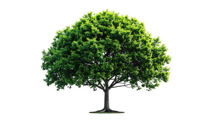 A vibrant, detailed, and realistic depiction of a mature tree on a transparent background