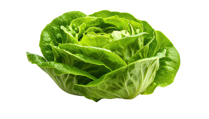 A vibrant, detailed close-up of a fresh green romaine lettuce head against a black background