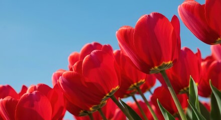 Vibrant red tulips against a clear blue sky. Close-up view of many blossoms in full bloom, with petals catching sunlight