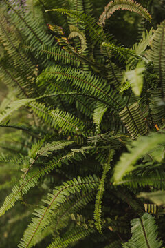 Fern