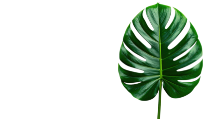 A vibrant, detailed photograph features a large, glossy, split-leaf philodendron against a stark black backdrop